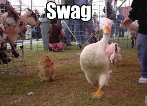 Goose swag